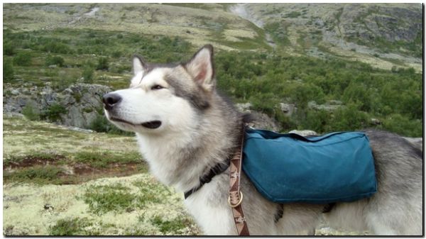 Motega backpack.jpg